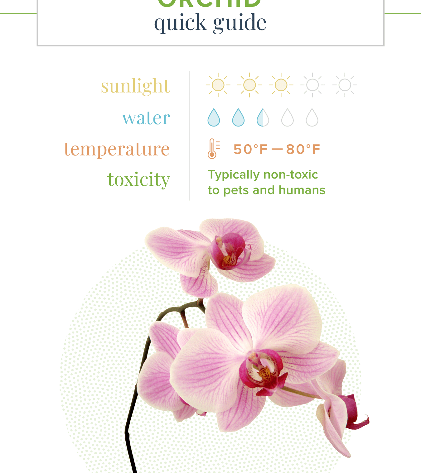 Cultive hermosas orquídeas Cattleya: una guía de cuidado y cultivo para principiantes