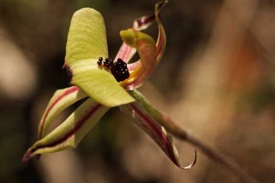 Caladenia roei - Orquídea hormiga