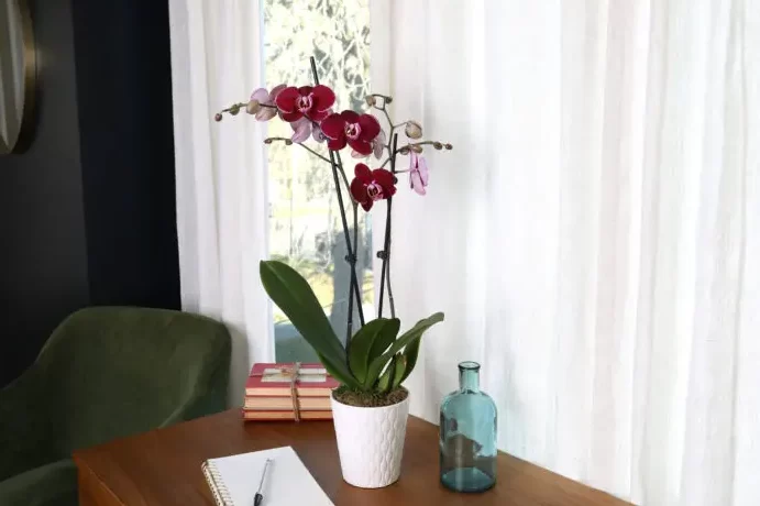 Descubre el sorprendente origen de las orquídeas y su impacto en ...