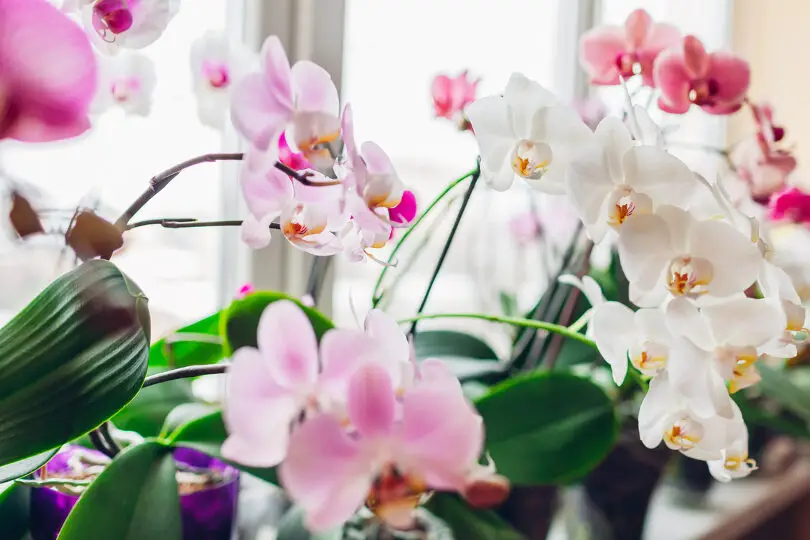 Cuidado de las orquídeas: consejos para principiantes - OrchidWeb