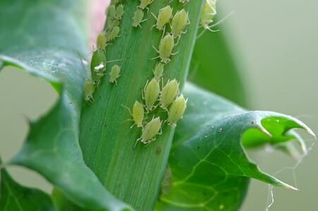 ¿Cuáles son estos insectos en mi orquídea?