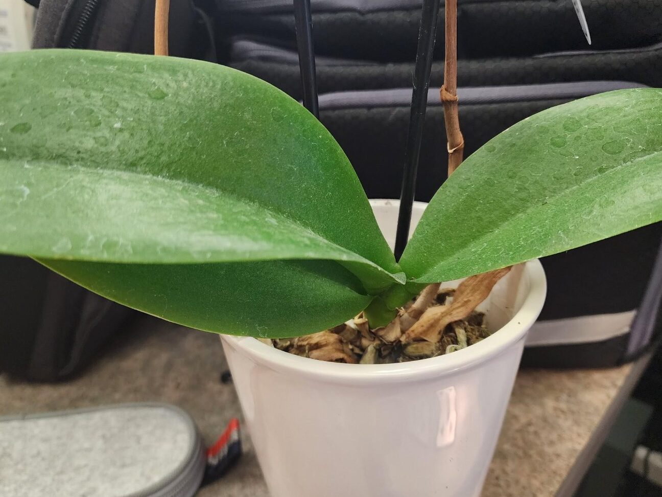 Planta, específicamente gente de Orquídeas, ¡por favor dame un consejo!