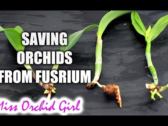 Salvando Orquídeas de Fusarium mediante bulbos frontales - YouTube