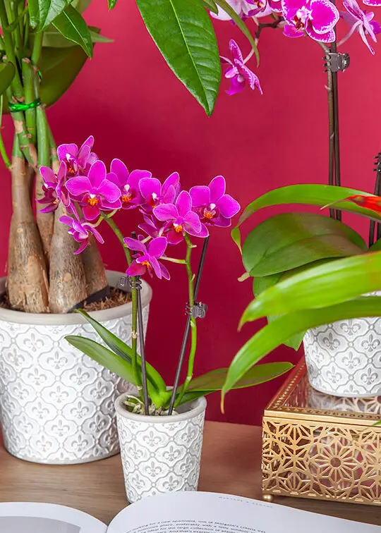 Todo sobre la latencia de las orquídeas