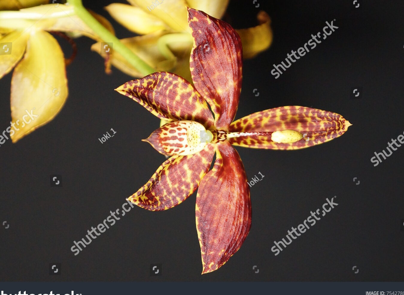 Cycnoches Orquídea Cisne Oscuro Foto de stock 754278016 |