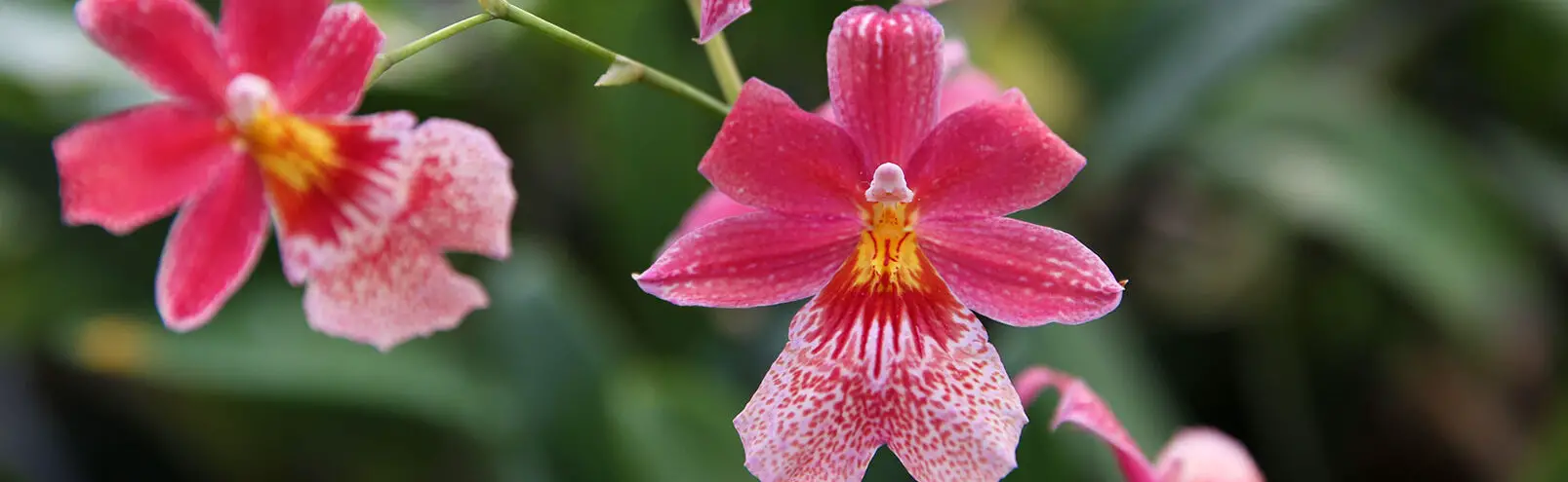 Siete datos poco conocidos sobre las orquídeas - Cuidado de las plantas de orquídeas