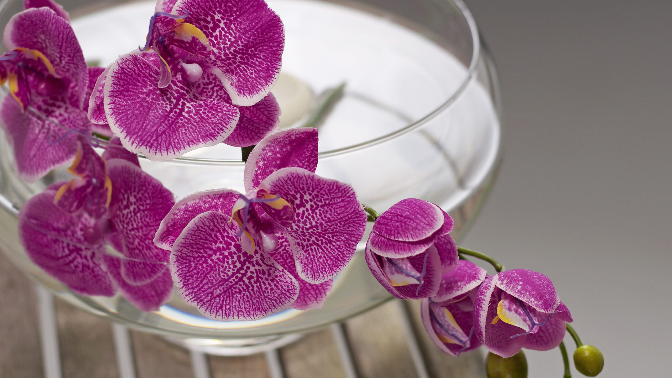 Cultivo de orquídeas en agua: una sencilla guía paso a paso |