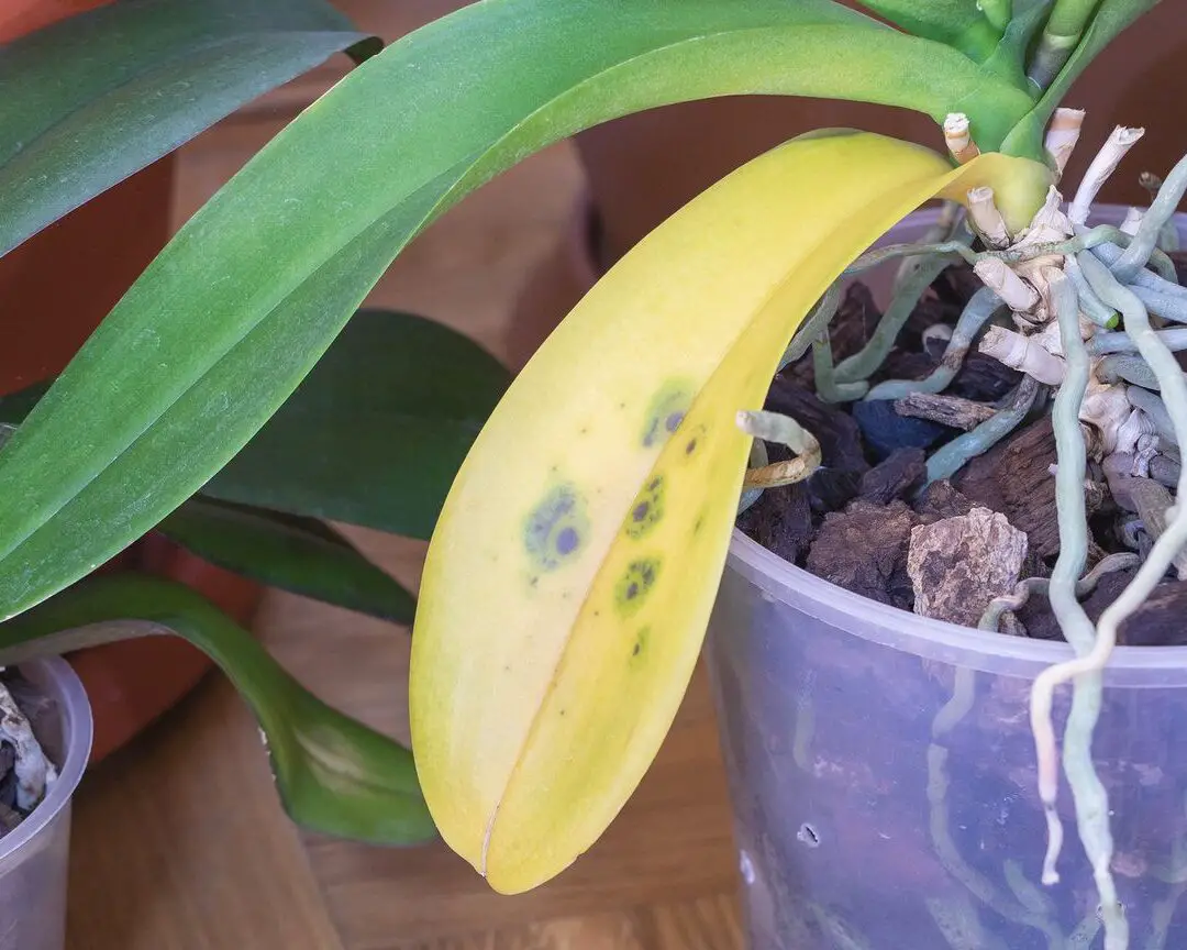 Enfermedades y tratamiento de las orquídeas: aprenda sobre el tratamiento de las orquídeas comunes...