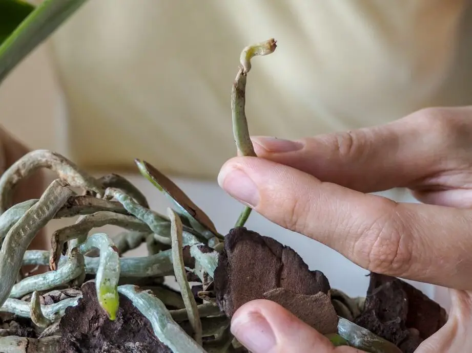 Raíces de orquídeas: guía completa de cuidados (con imágenes) - Brilliant Orchids