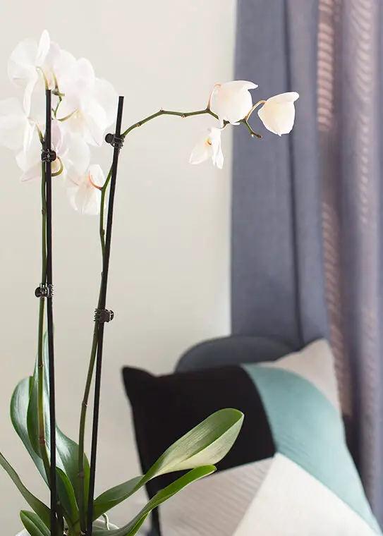 Pérdida de floración de orquídeas: ¿es normal?