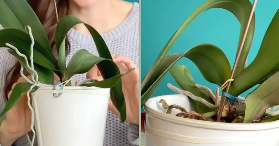 Cuidado de las orquídeas: devuélvelas a la vida - Gardenstead