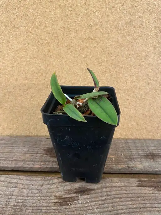Flores de orquídeas: medidores de oído, tapones y joyería para el cuerpo |