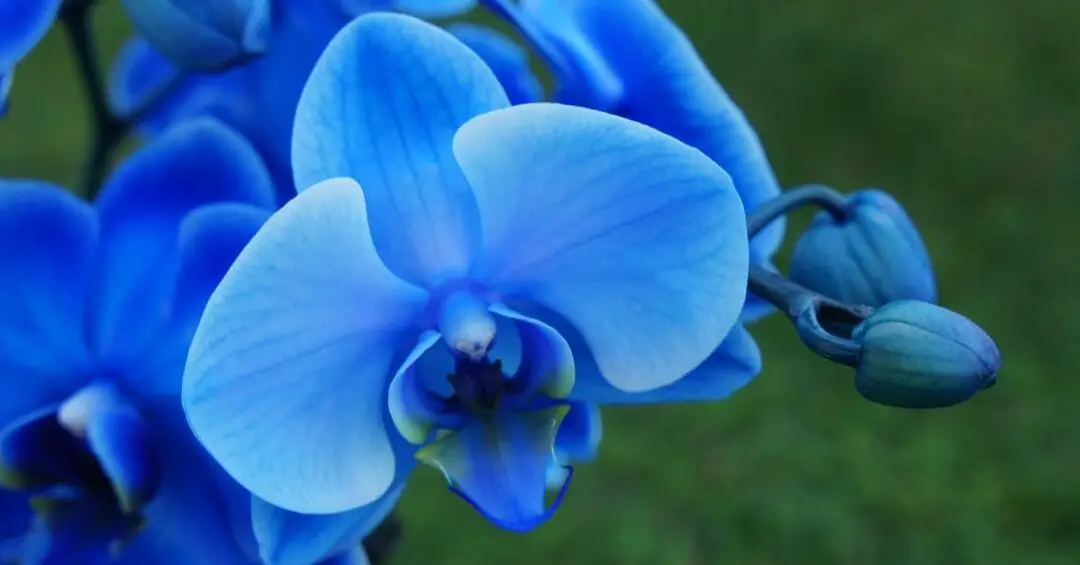 Orquídeas azules: reales y falsas: respuestas a todas sus preguntas |
