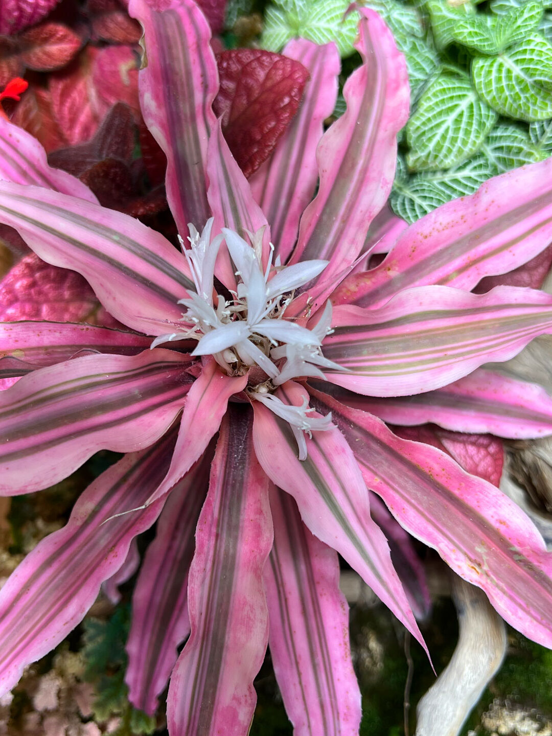 19 impresionantes tipos de bromelias para cultivar en interior