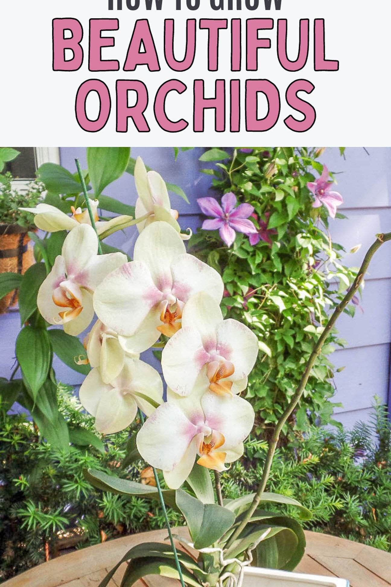 Cuidado de las orquídeas: 7 cosas sorprendentes que no sabías sobre el cultivo...