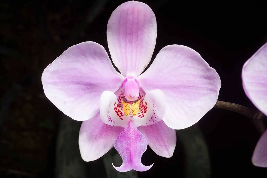 Orquídea morada temprana (Orchis mascula) - Woodland Trust