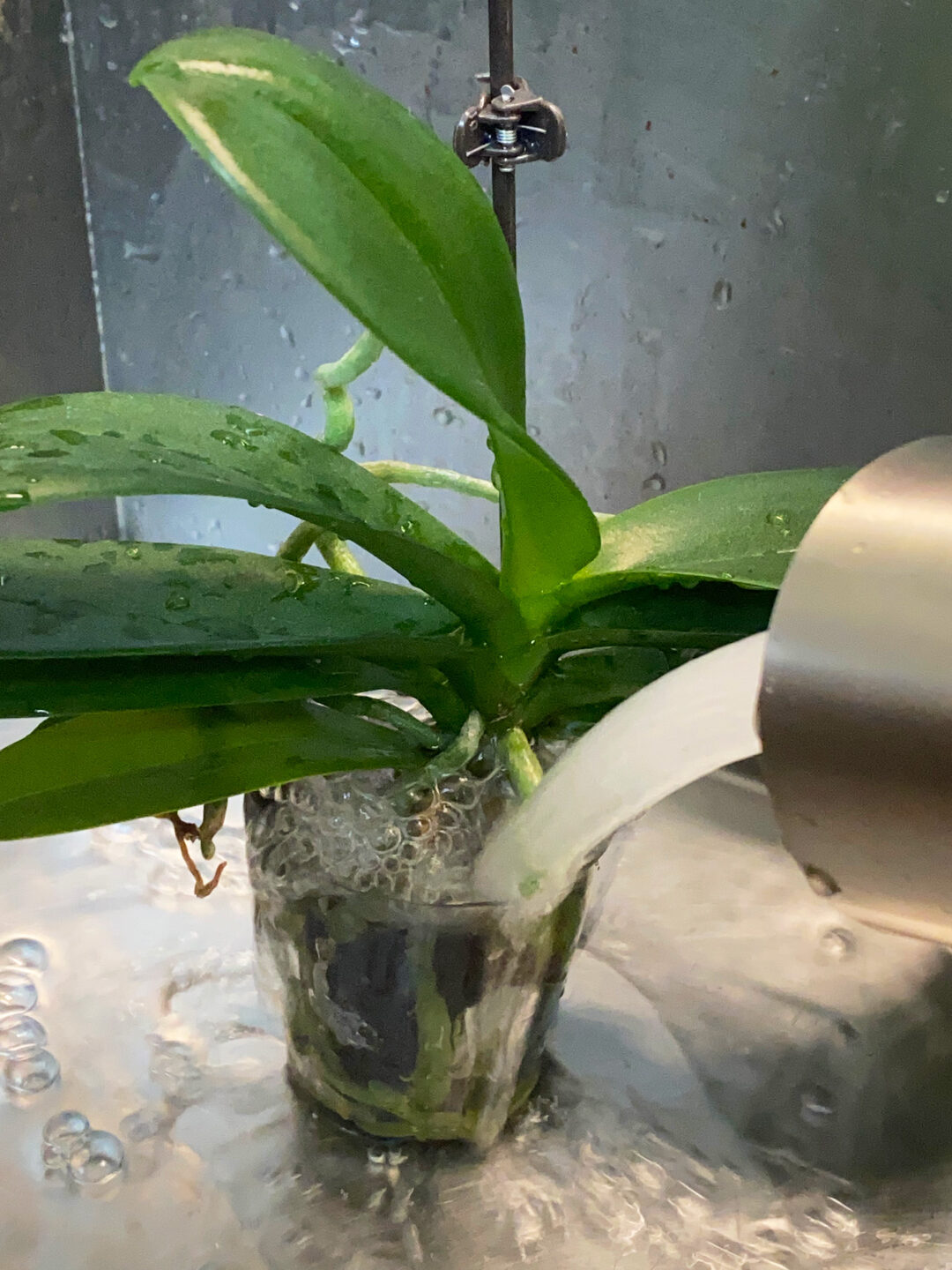 Cómo regar orquídeas: 3 formas sencillas (¡pero SIN cubitos de hielo!)