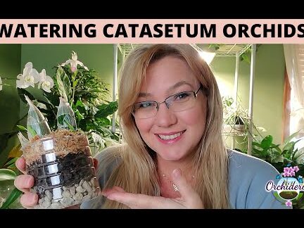 Cómo regar las orquídeas Catasetum: 9 conceptos que debes dominar - YouTube