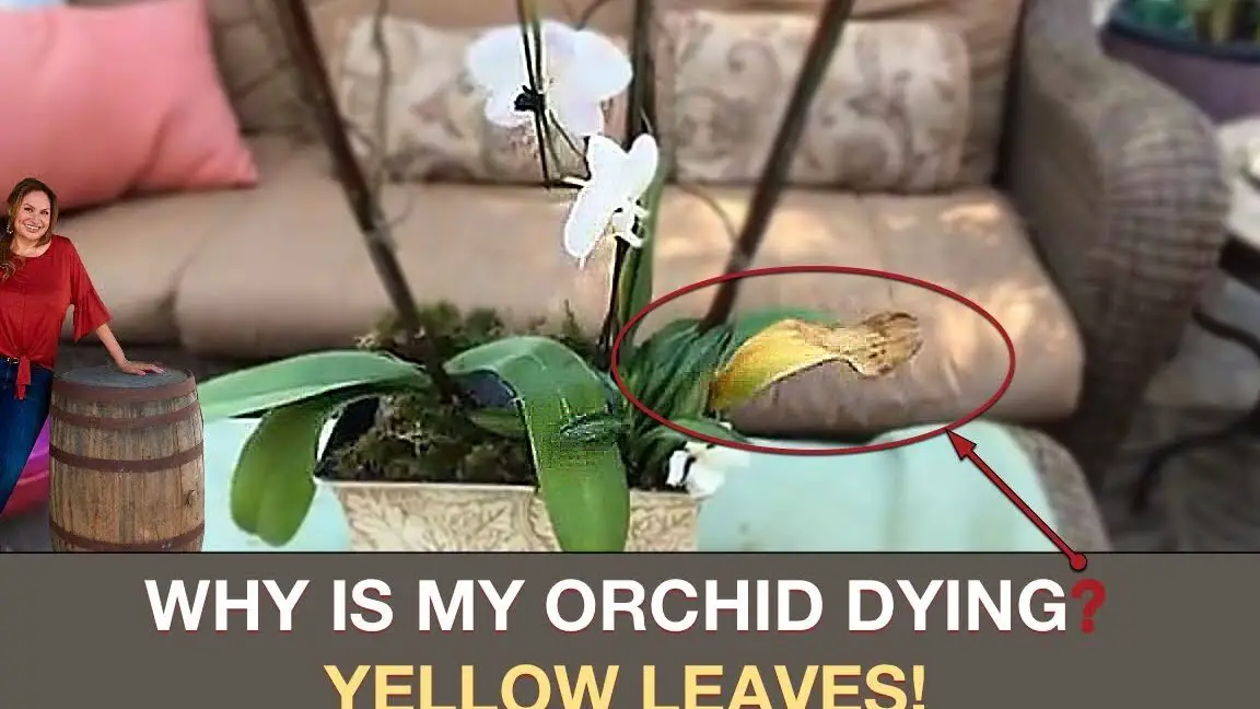 CUIDADO DE LAS ORQUÍDEAS: ¿POR QUÉ SE MUERE MI ORQUÍDEA?