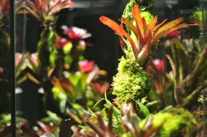 Cómo hacer un terrario: una guía paso a paso