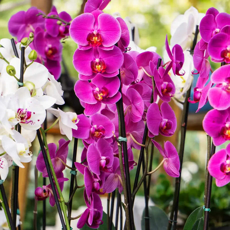 ¿Cuál es el mejor fertilizante para las orquídeas?
