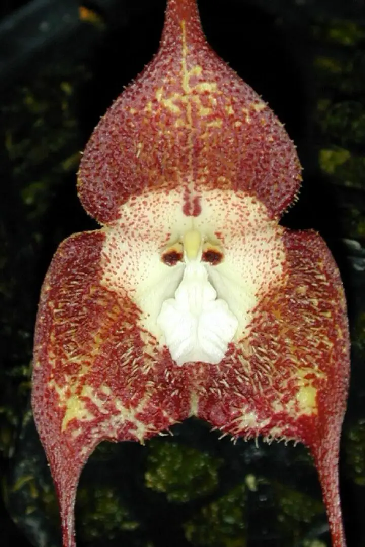 Las orquídeas con cara de mono se encuentran entre las más populares y raras...