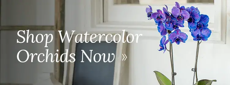 ¿Cómo obtienen su color las orquídeas teñidas?
