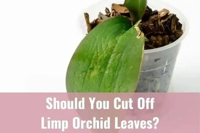 ¿Cuándo se deben cortar las hojas arrugadas y flácidas de las orquídeas?
