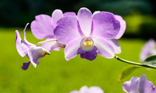 ¿Cuánta luz necesitan las orquídeas? Respuestas a sus 7 preguntas principales sobre iluminación.