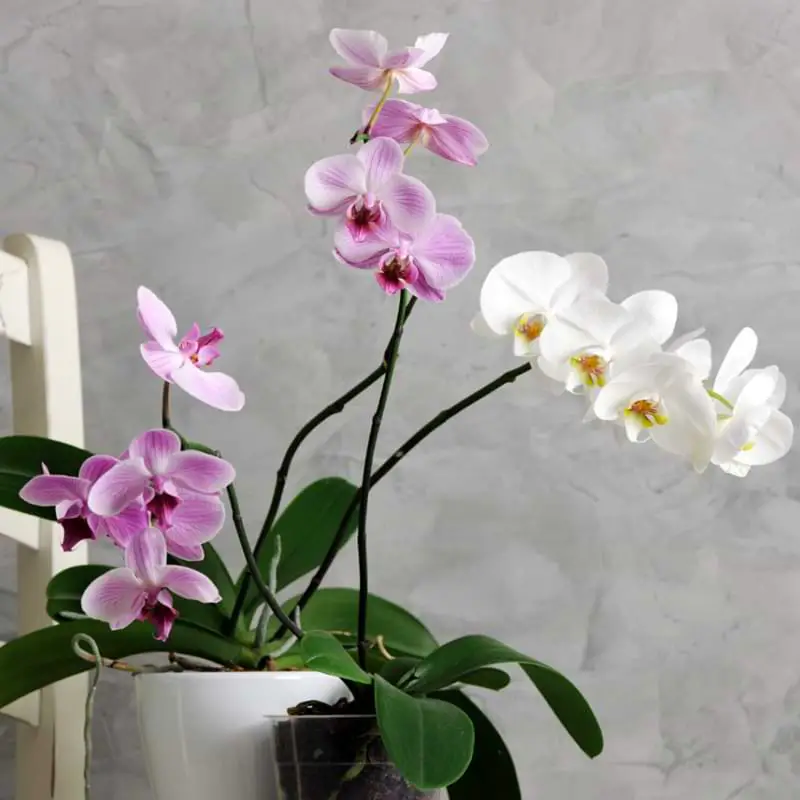 ¿Cuánto tiempo viven las orquídeas?