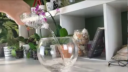 ¿Cultivar orquídeas en el agua? Guía completa para principiantes