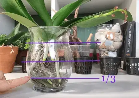 ¿Cultivar orquídeas en el agua? Guía completa para principiantes