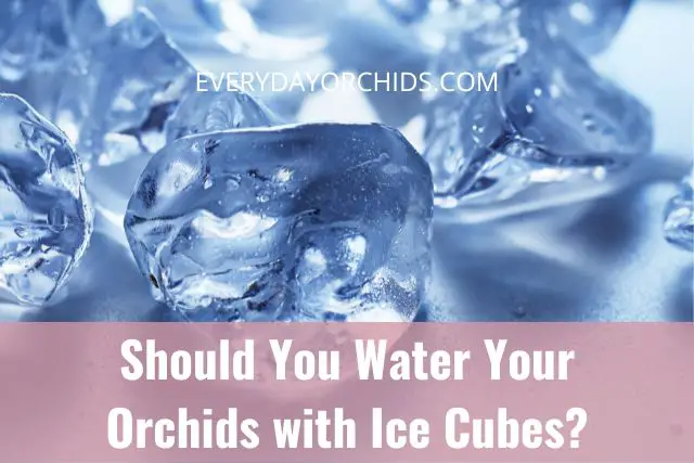 ¿Deberías regar tus orquídeas con cubitos de hielo?