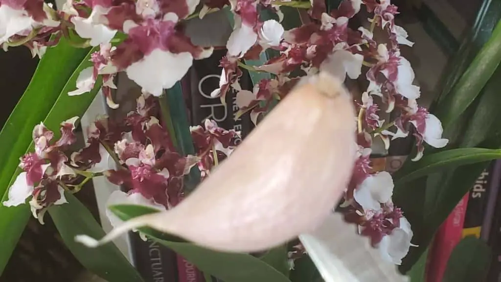 ¿El agua de ajo es buena para las orquídeas? Un análisis en profundidad