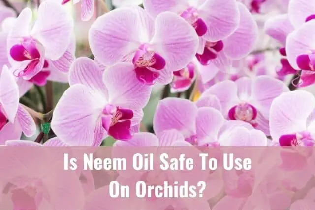 ¿Es seguro usar aceite de neem en su orquídea?