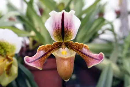 ¿Es un baño un buen lugar para mantener una orquídea?