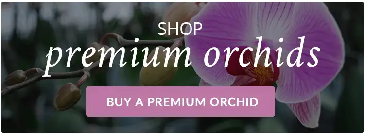 ¿Por qué mi orquídea pierde capullos o flores?
