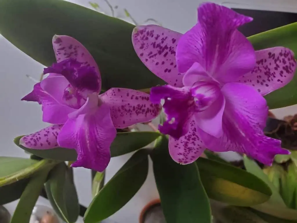 ¿Hoja de orquídea morada? 9 causas y soluciones