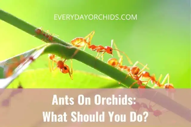 ¿Hormigas en las orquídeas? Esto es lo que debe hacer