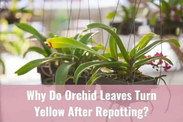 ¿Por qué las hojas de las orquídeas se vuelven amarillas después de trasplantarlas? ¿Por qué las hojas de las orquídeas se vuelven amarillas después de trasplantarlas?