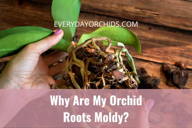 ¿Por qué las raíces de mis orquídeas tienen moho? ¿Por qué las raíces de mis orquídeas tienen moho?