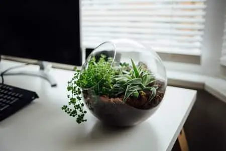 ¿Pueden las orquídeas secarse? 7 consejos para regar en vacaciones