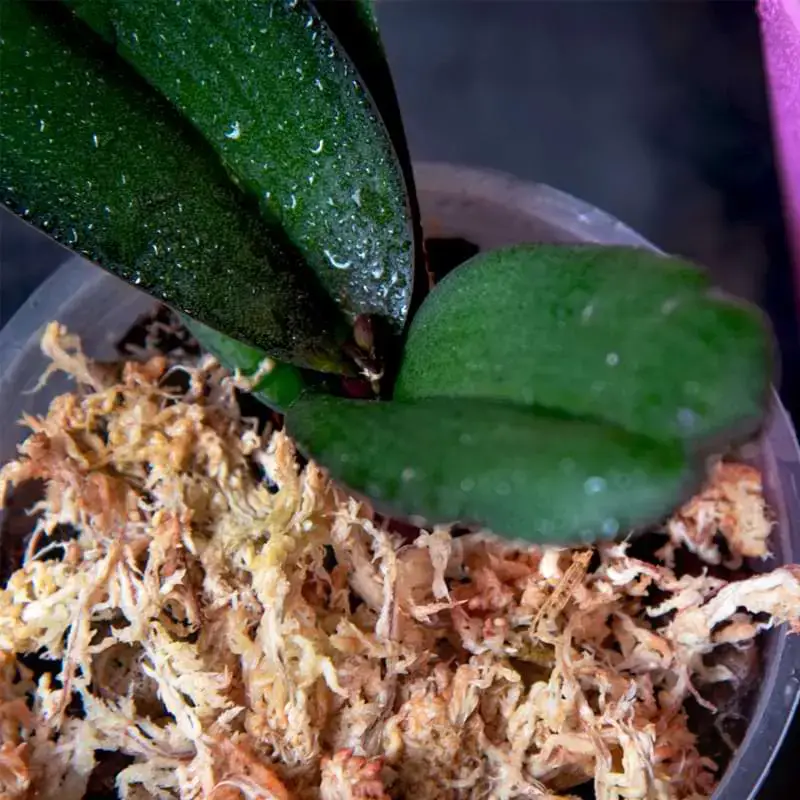¿Qué es el musgo de orquídea? Pros y contras de usar musgo Sphagnum