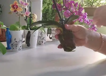 ¿Qué es un Tapón Orquídea?