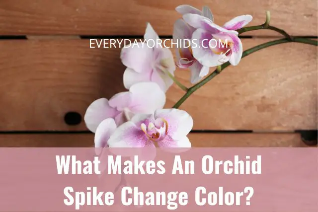 ¿Qué hace que una flor de orquídea cambie de color?